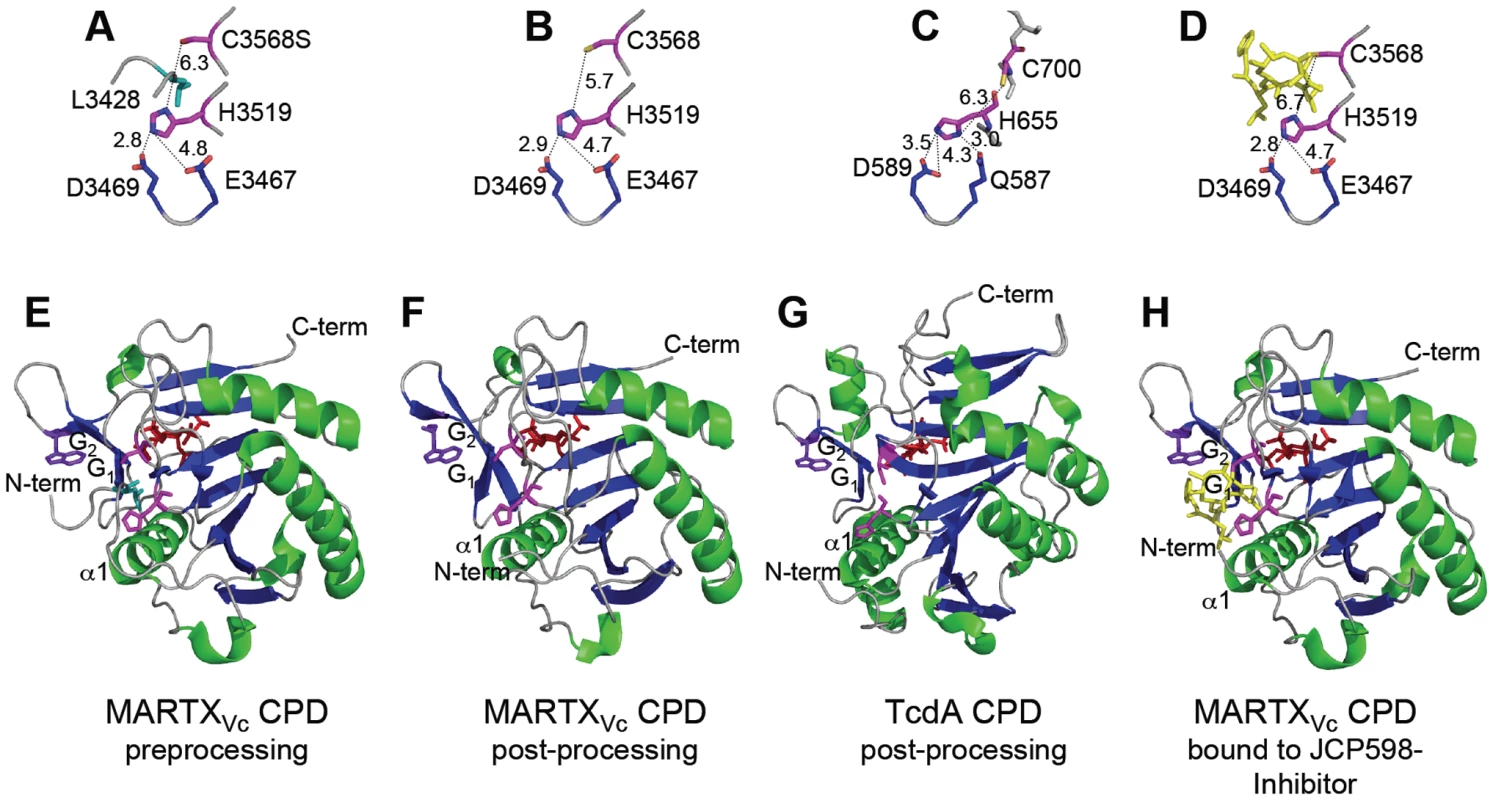 Crystal structures of MARTX<sub>Vc</sub> and TcdA CPDs.