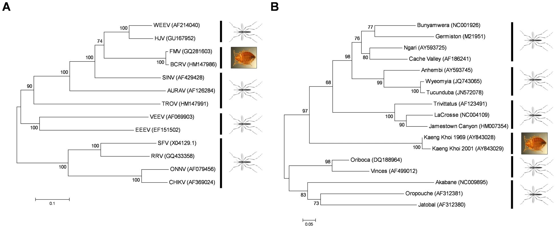 Evolutionary relationships of various mosquito-borne and cimicid-borne viruses.