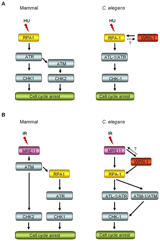 Comparison of DNA replication and damage checkpoint pathways between mammals and <i>C. elegans</i>, and roles of the <i>C. elegans</i> WRN homolog in these pathways.