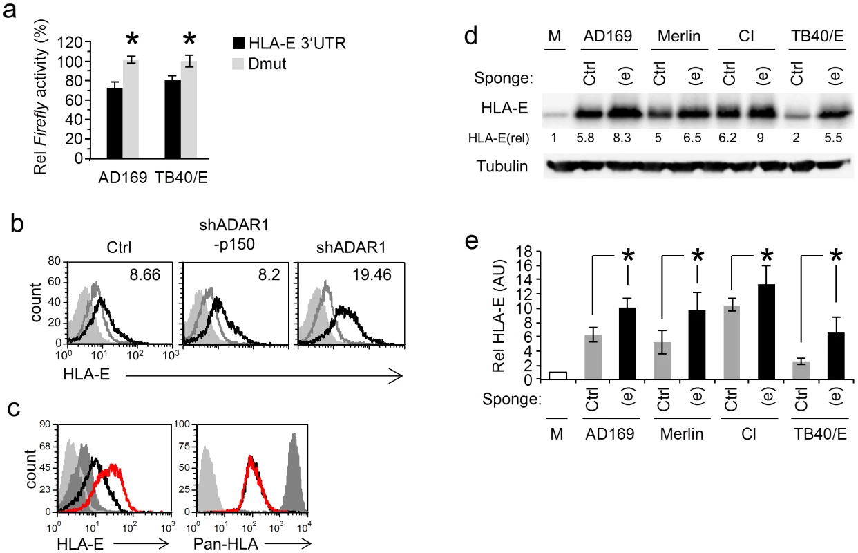 MiR-376a(e) regulates HLA-E expression during HCMV infection.