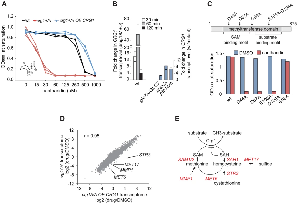 Functional SAM-dependent methyltransferase Crg1 is required for cantharidin response.