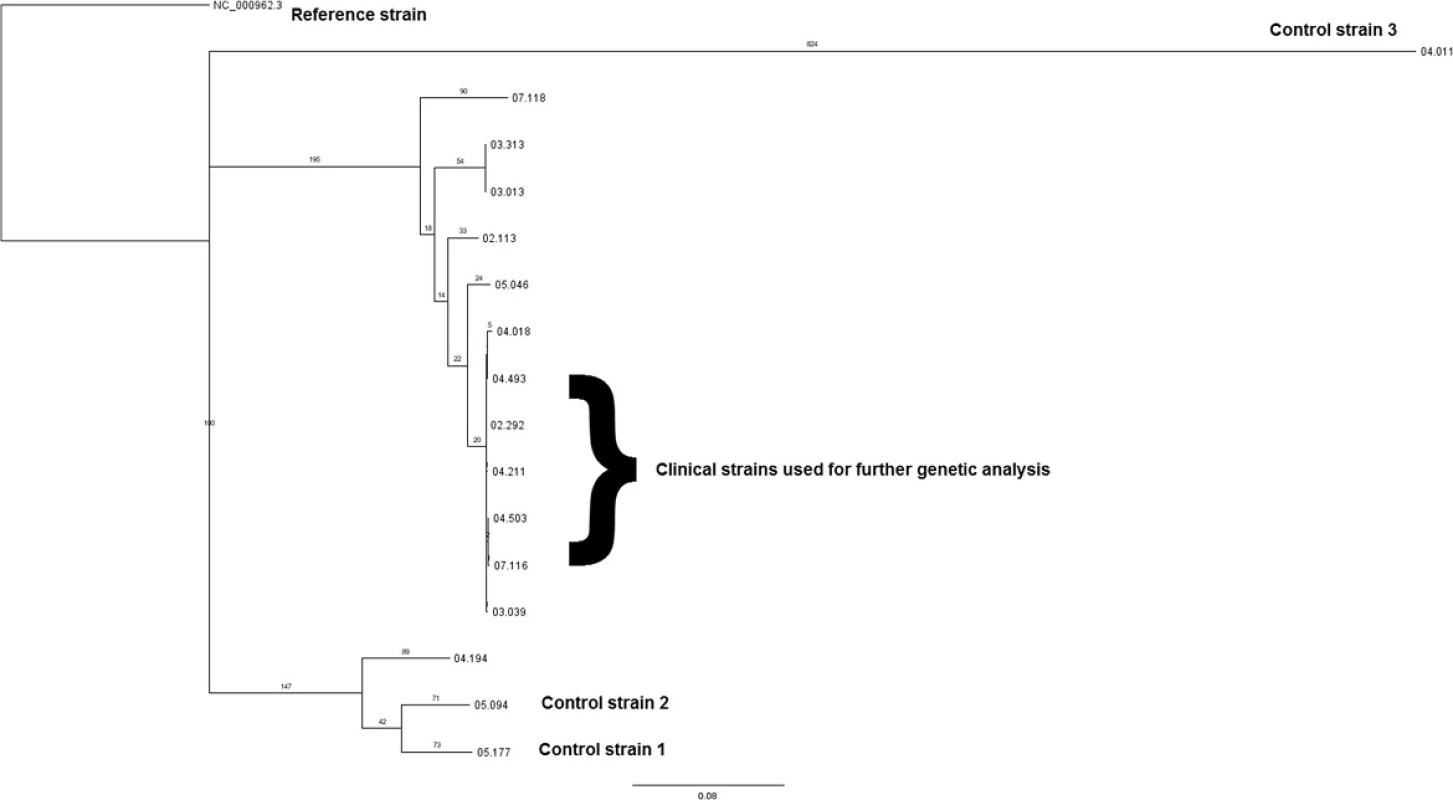 Phylogenetic reconstruction of the outbreak and control strains. All clinical outbreak strains, with the exception of 04.194, cluster together as part of RFL15. All outbreak isolates are of the Euro American (Cameroon) lineage, except sample 04.194, which is of the Euro American (Uganda) lineage. The control strains (05.177, 05:094, and 04.011) diverge as separate and independent strains: Euro American (Uganda) for the former two and East African Indian (Delhi) for the latter