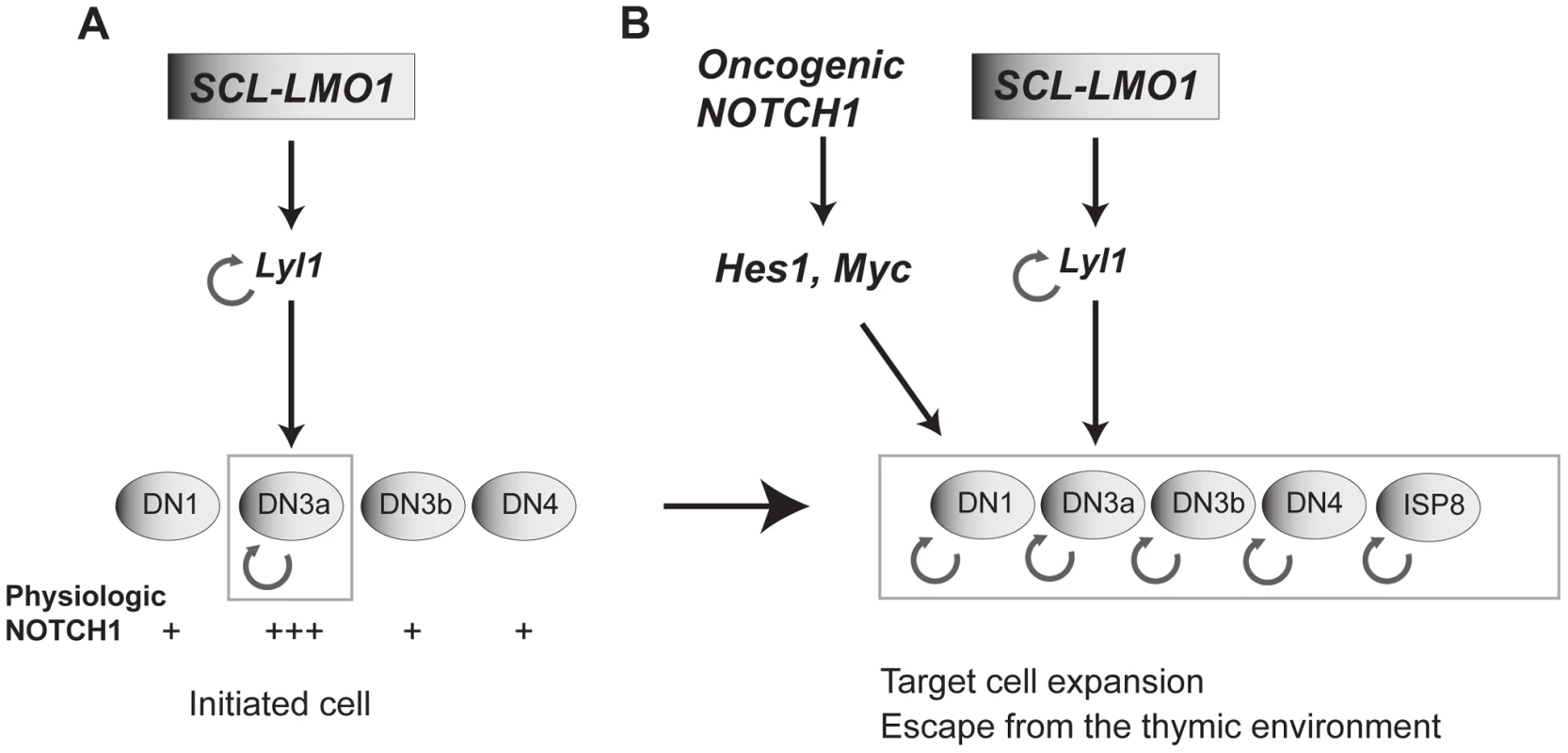 Model of the collaboration between the SCL, LMO1 and <i>Notch1</i> oncogenes.