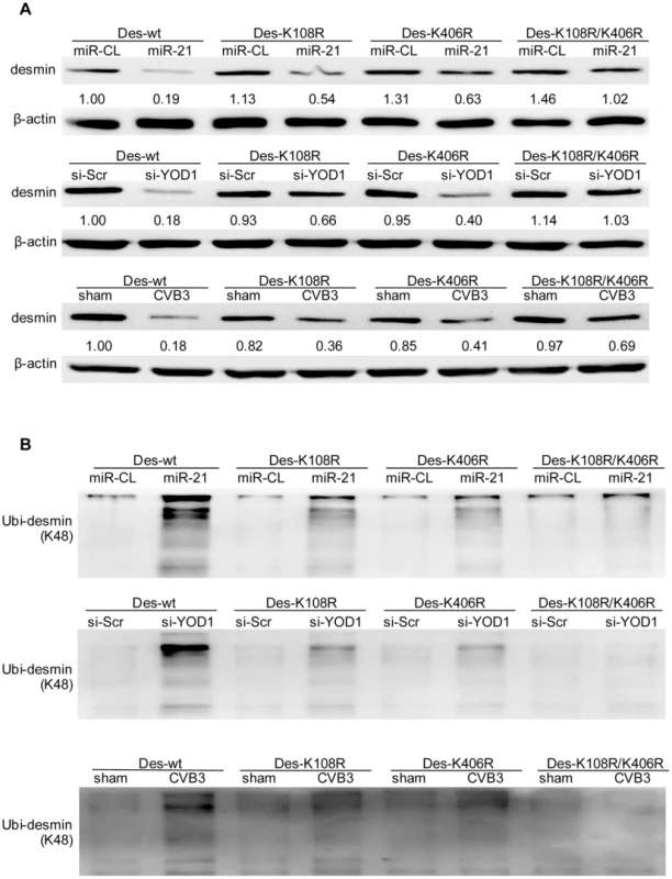K108 and K406 are essential sites for desmin ubiquitination and degradation.