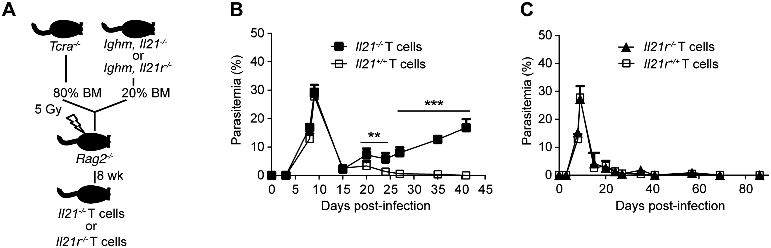 Mice bearing T cells deficient in IL-21 fail to control chronic <i>P</i>. <i>chabaudi</i> infection.