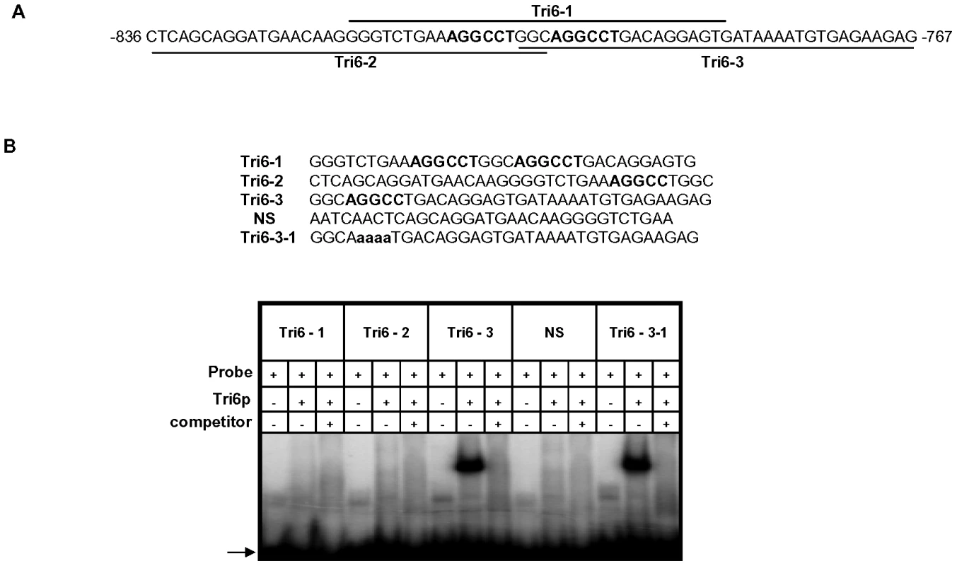The Tri6 protein does not recognize the YNAGGCC motif by EMSA analyses.