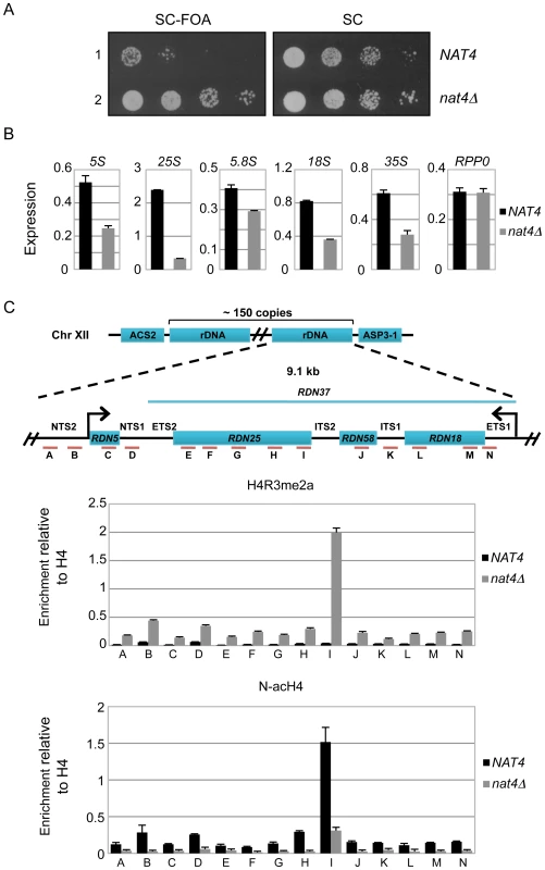 Deletion of <i>NAT4</i> enhances silencing and H4R3me2a deposition across the <i>rDNA</i> locus.