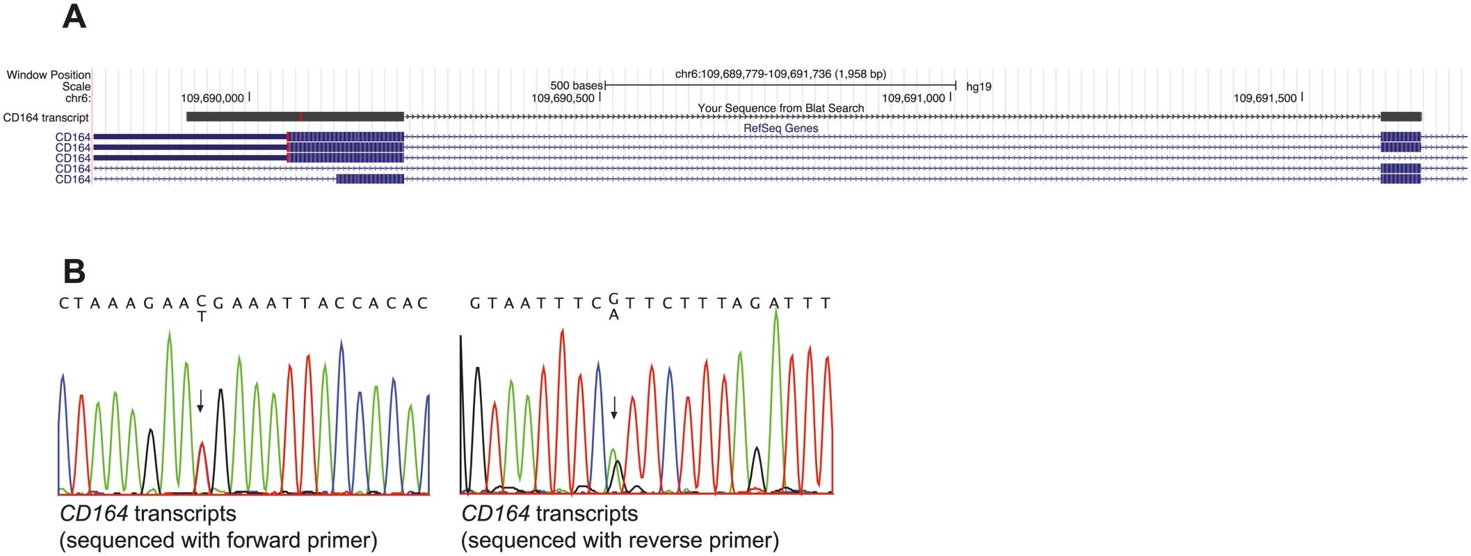 <i>CD164</i> transcripts with the c.574C&gt;T (p.R192*) nonsense mutation escape NMD.