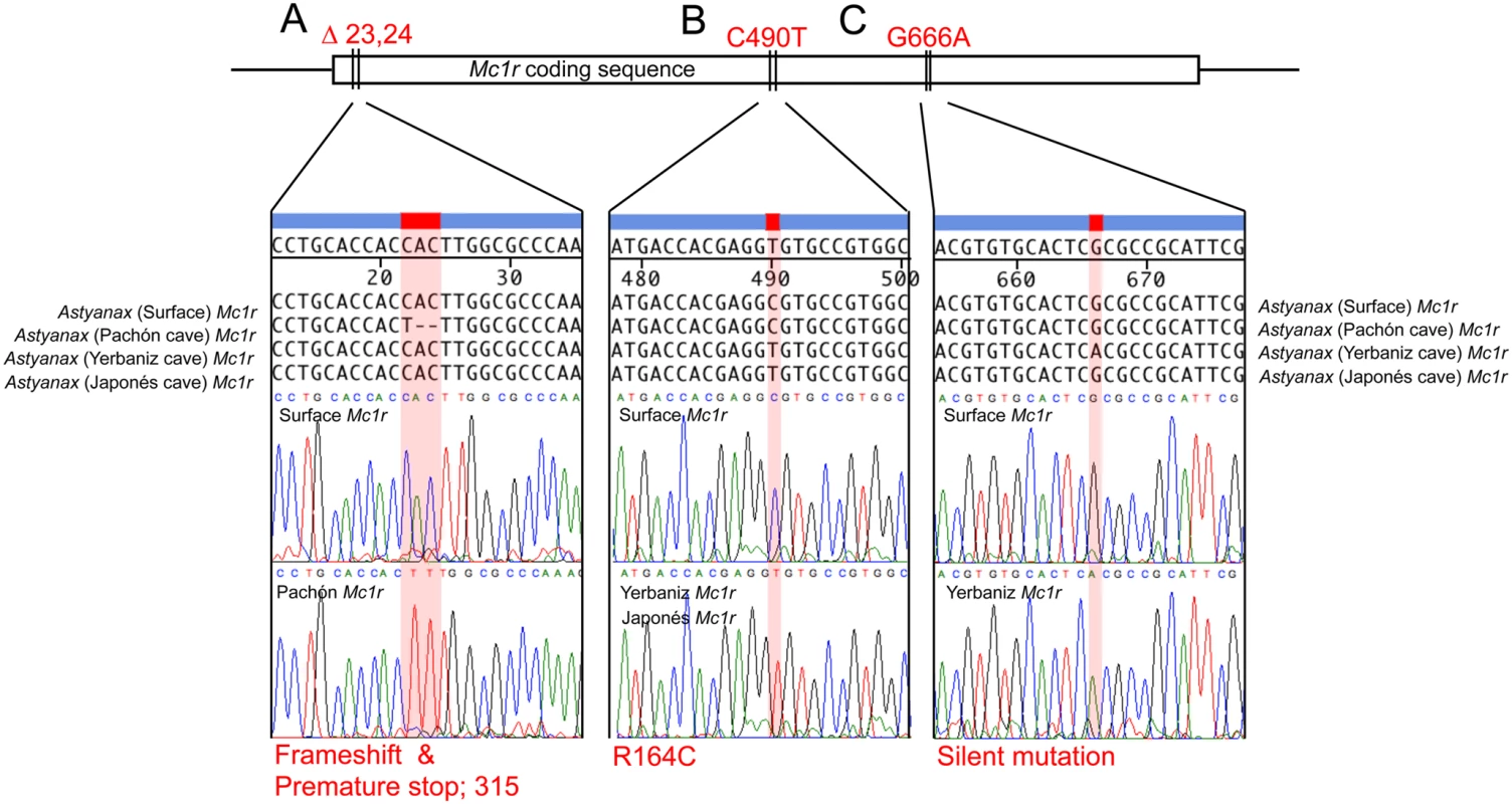 Sequence analyses of <i>Mc1r</i> open reading frame in Surface, Pachón, Yerbaniz and Japonés cavefish of <i>Astyanax mexicanus</i> reveal three coding mutations.