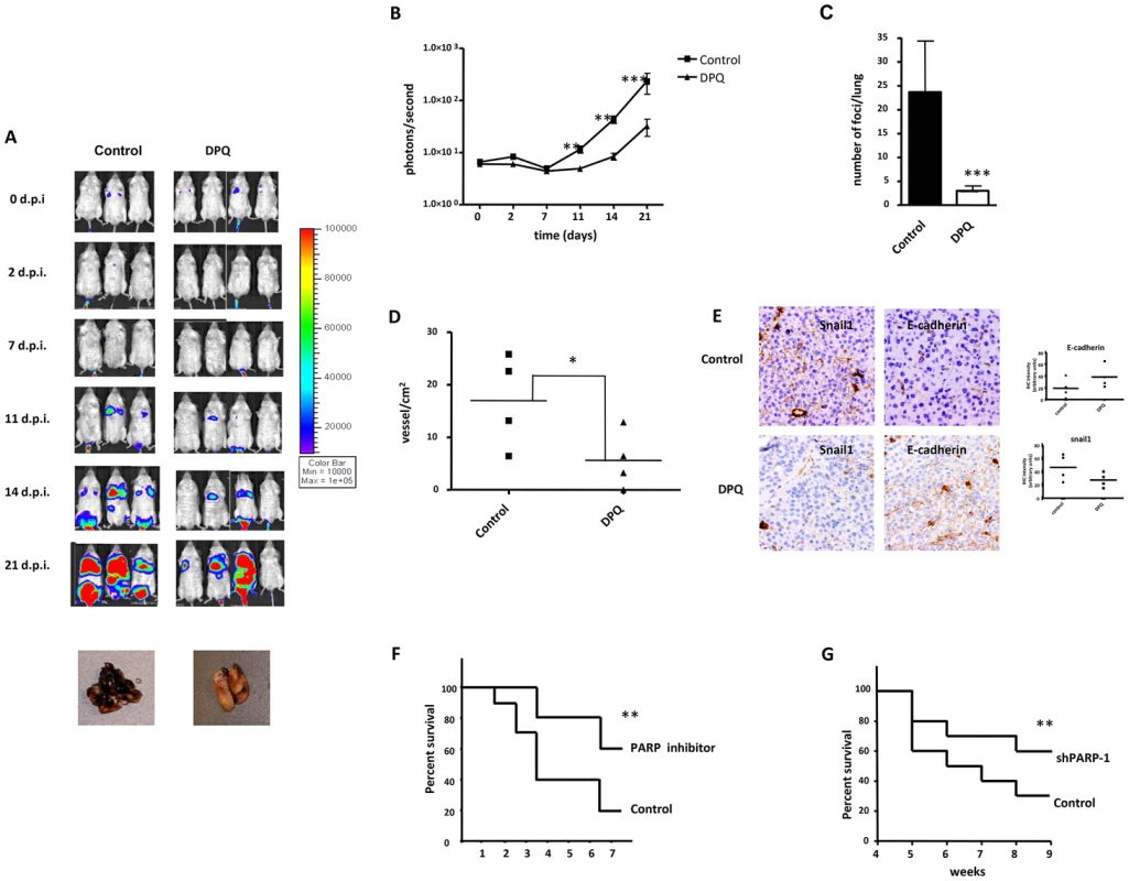Decreased melanoma-induced lung metastasis following PARP inhibition.