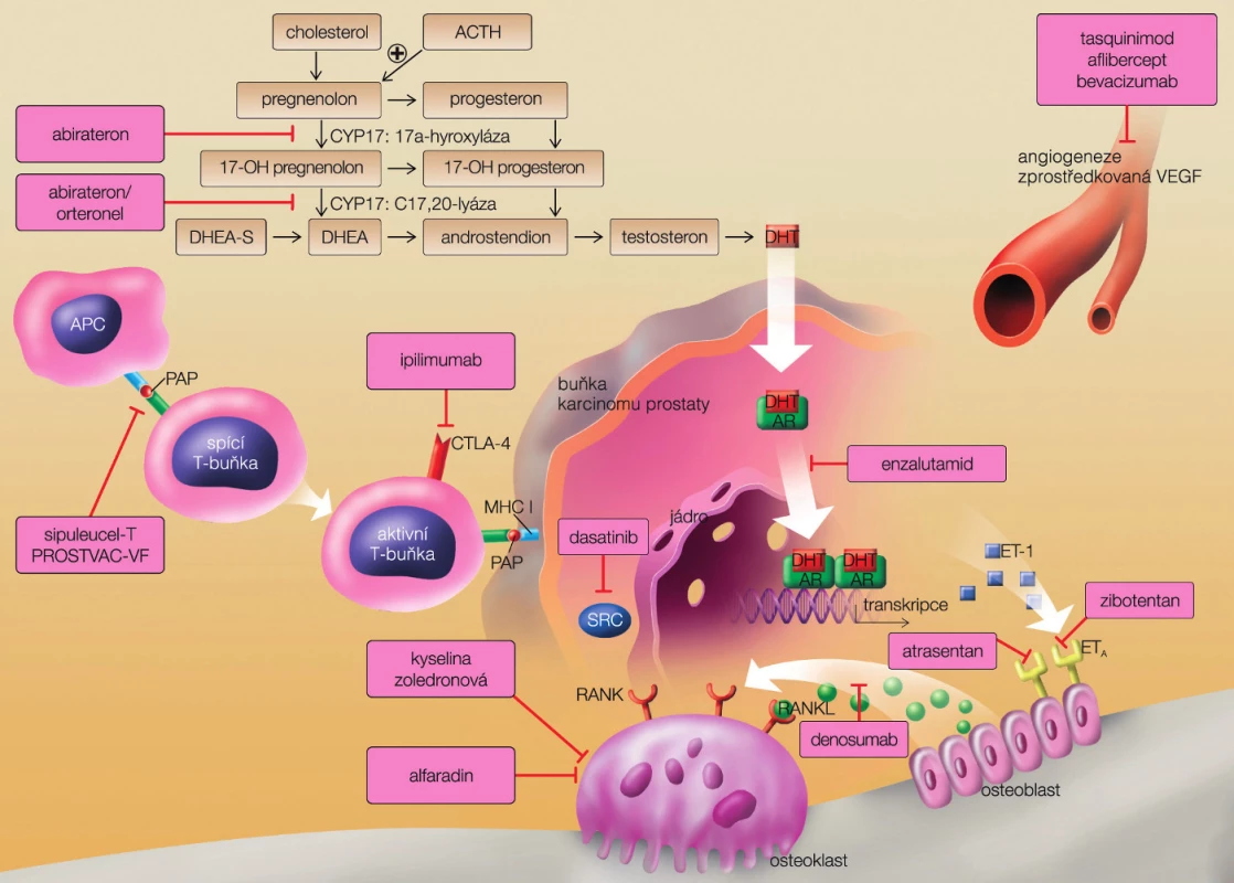 Možnosti cíleného zásahu na úrovni prostatické nádorové buňky (převzato z Remedia 2012)
Fig. 2. Various points of drugs therapeutic effect on prostate cancer cell (from Remedia with permission)