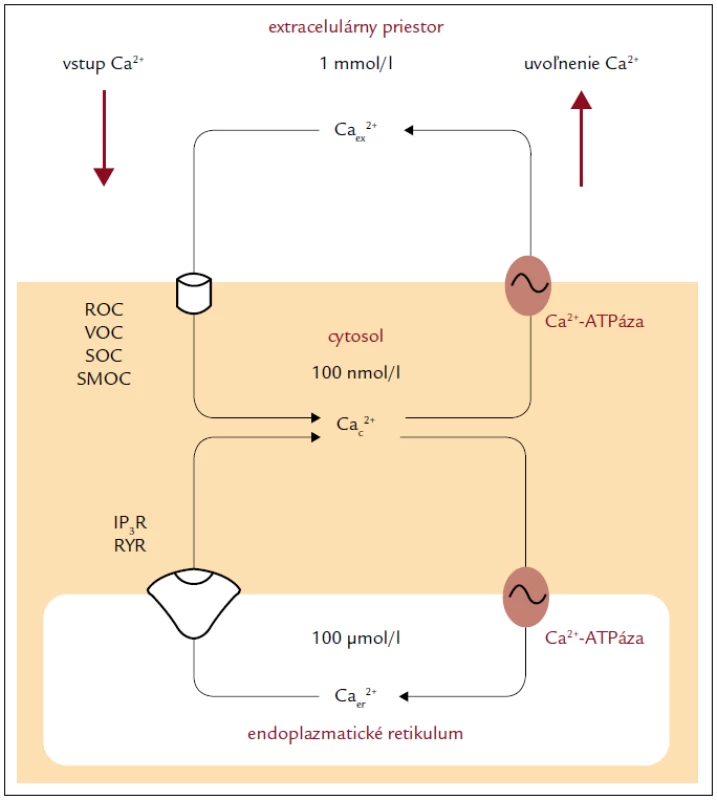 Základný mechanizmus udržiavania vápnikovej homeostázy bunky [4].