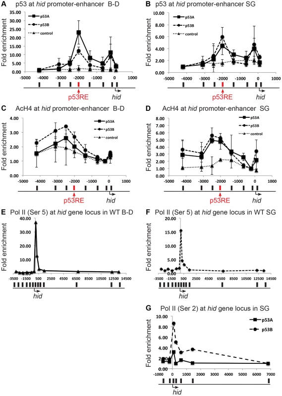 Both over-expressed p53A and p53B bind and recruit acetylation to the <i>hid</i> gene, but p53B is better at activating elongation of a paused RNA Pol II.