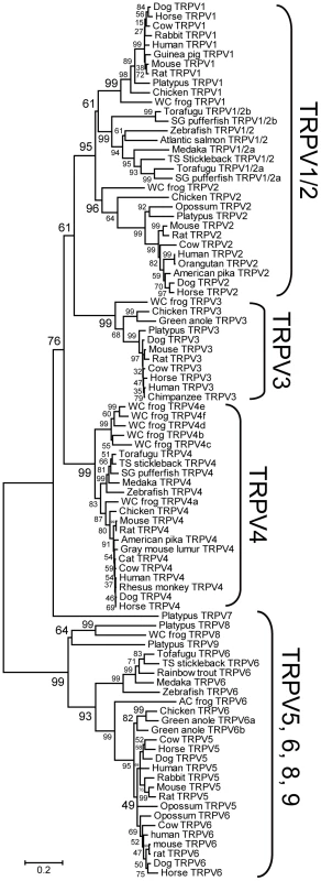 Phylogenetic relationship of the <i>TRPV</i> gene subfamily of vertebrates.