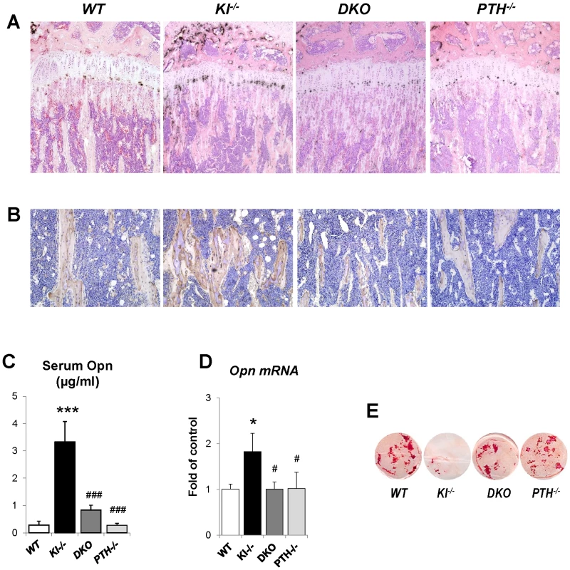 Normalized expression of Opn in <i>DKO</i> mice.