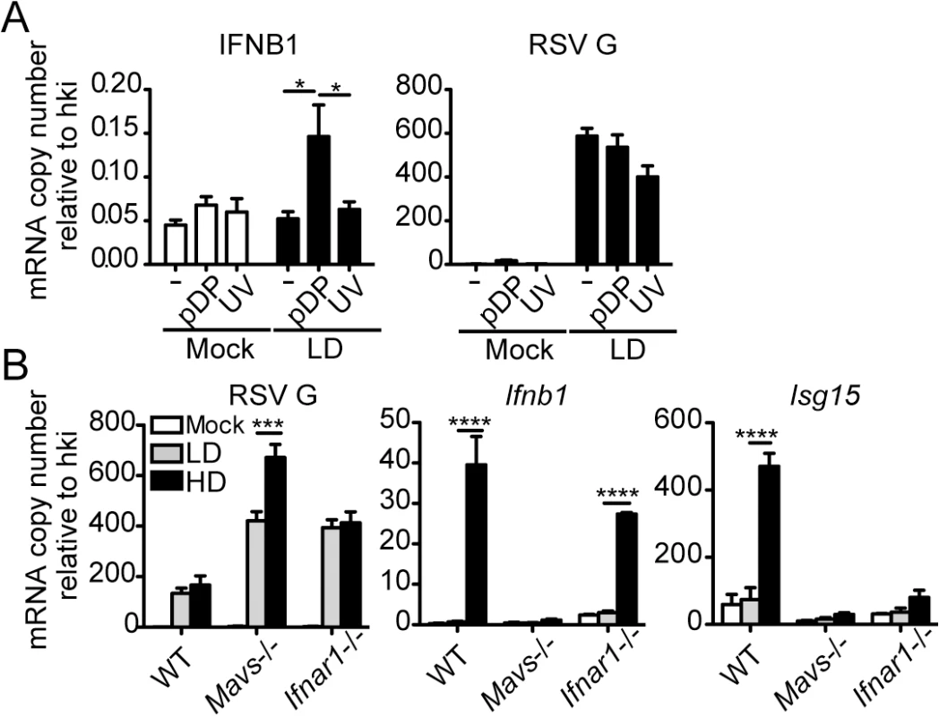 RSV iDVGs promote a MAVS-mediated antiviral response during RSV infection.