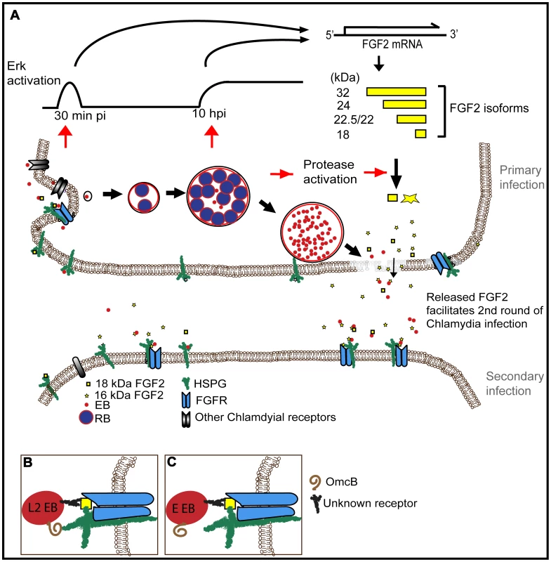Working model for how <i>C. trachomatis</i> co-opts the FGF2 signaling pathway to enhance infection.
