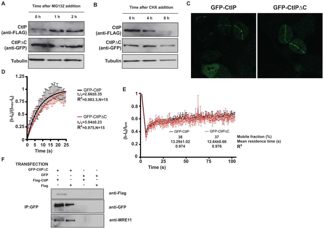 CtIPΔC acts as a dominant-negative subunit in CtIP complexes.