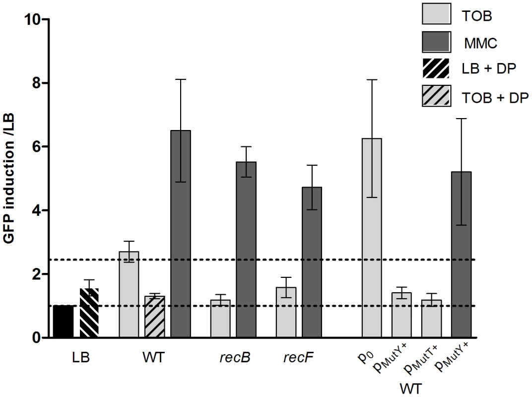 Factors modulating SOS induction by tobramycin in <i>V.</i>cholerae.