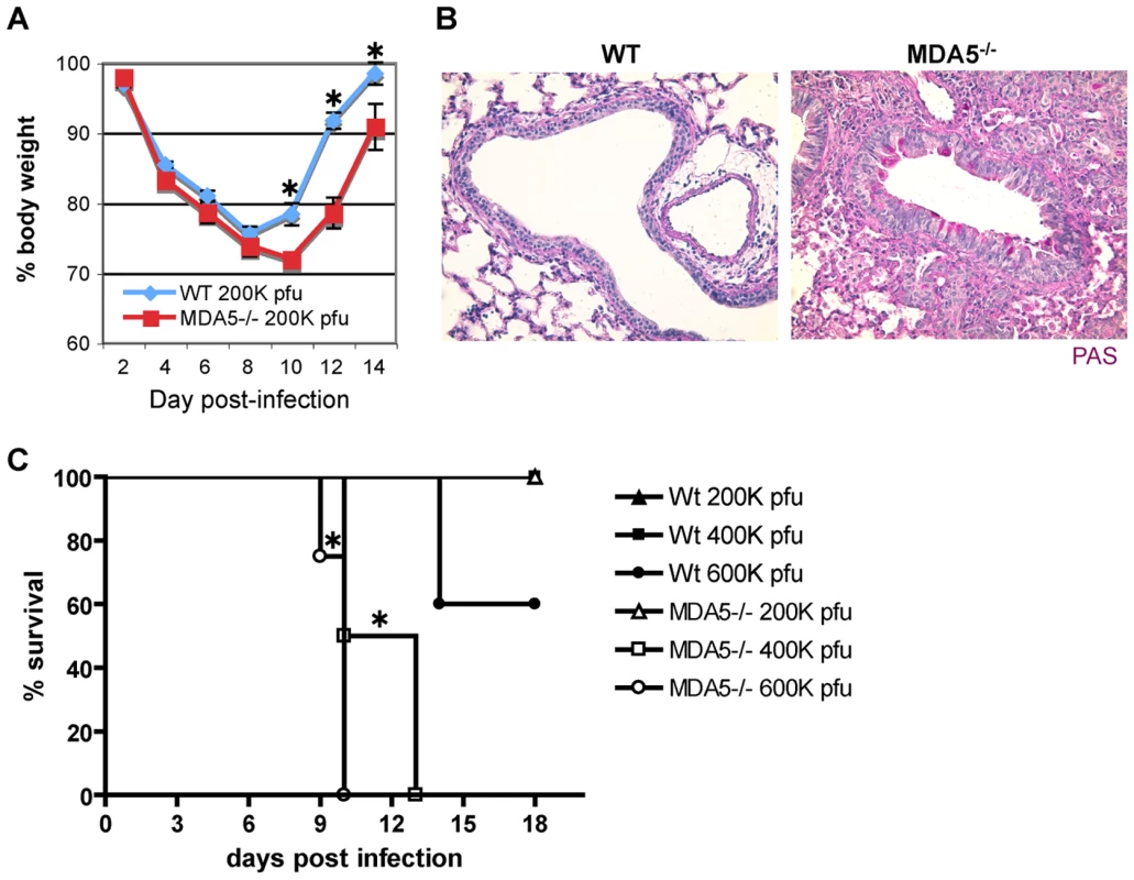 Infection with SeV causes increased morbidity and mortality in MDA5<sup>−/−</sup> mice.