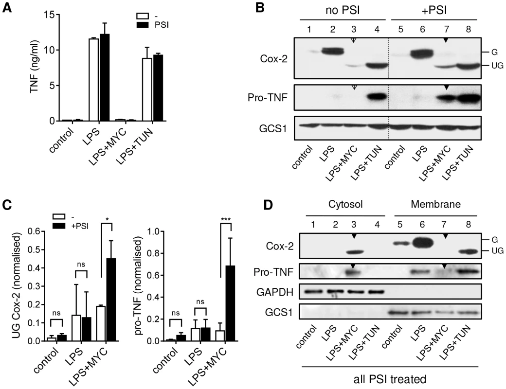 Mycolactone causes degradation of TNF and Cox-2 by the 26S proteasome in the cytosol.