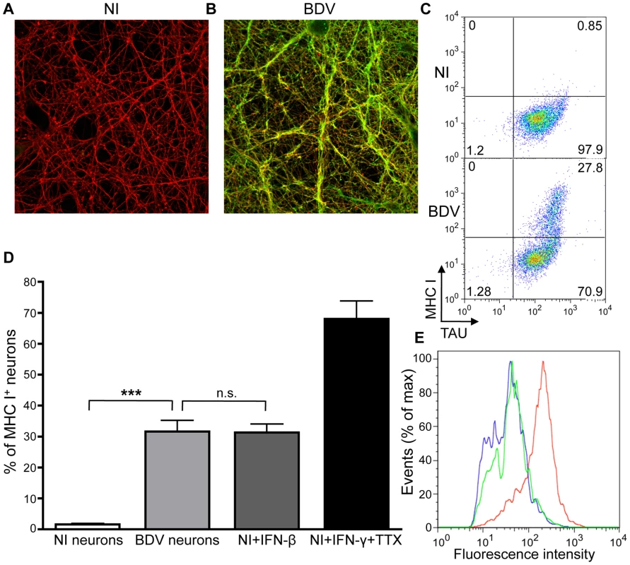 BDV infection induces MHC I expression on neurons.
