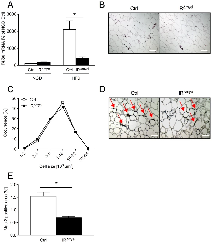 The obesity-associated macrophage infiltration into white adipose tissue is blunted in IR<sup>Δmyel</sup>-mice.