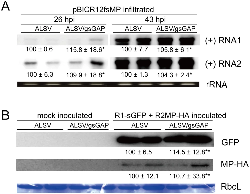 <i>NbGAPDH-A</i> does not affect the accumulations of RCNMV RNA and MP at the single-cell level.