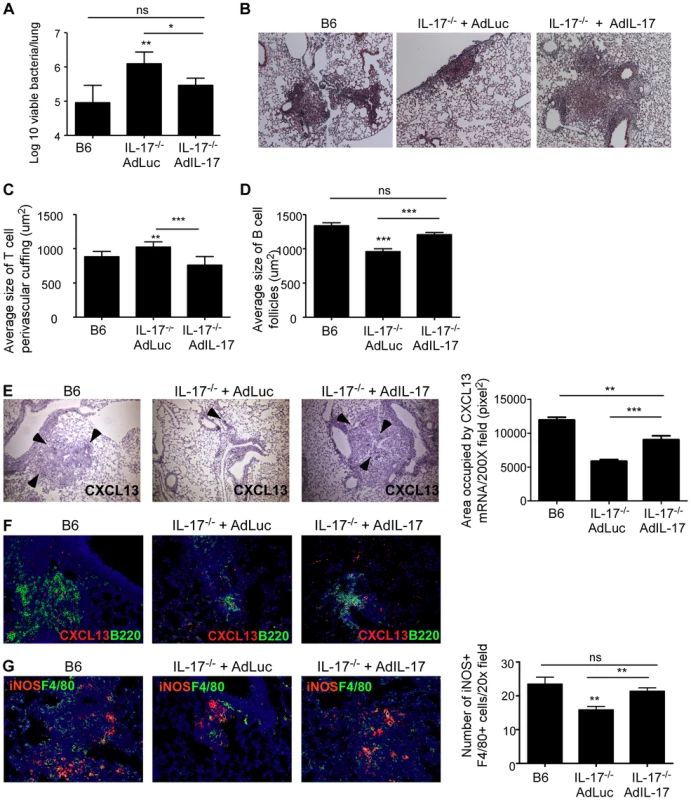 Adenoviral IL-17 overexpression reverses the increased susceptibility to <i>Mtb</i> HN878 infection in IL-17<sup>−/−</sup> mice.