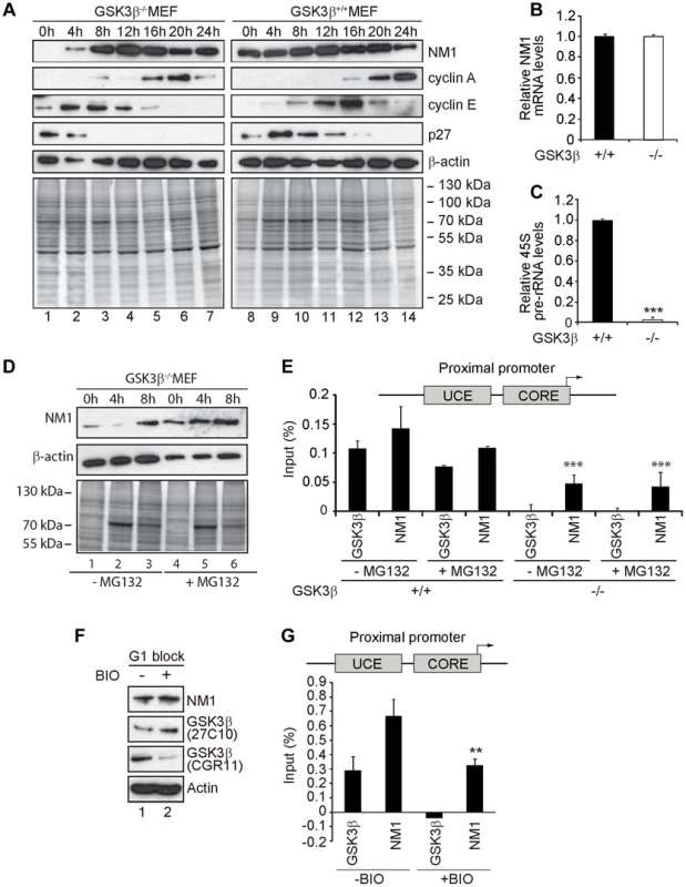 GSK3β-dependent NM1 phosphorylation suppresses proteasome mediated degradation and mediates association with chromatin.
