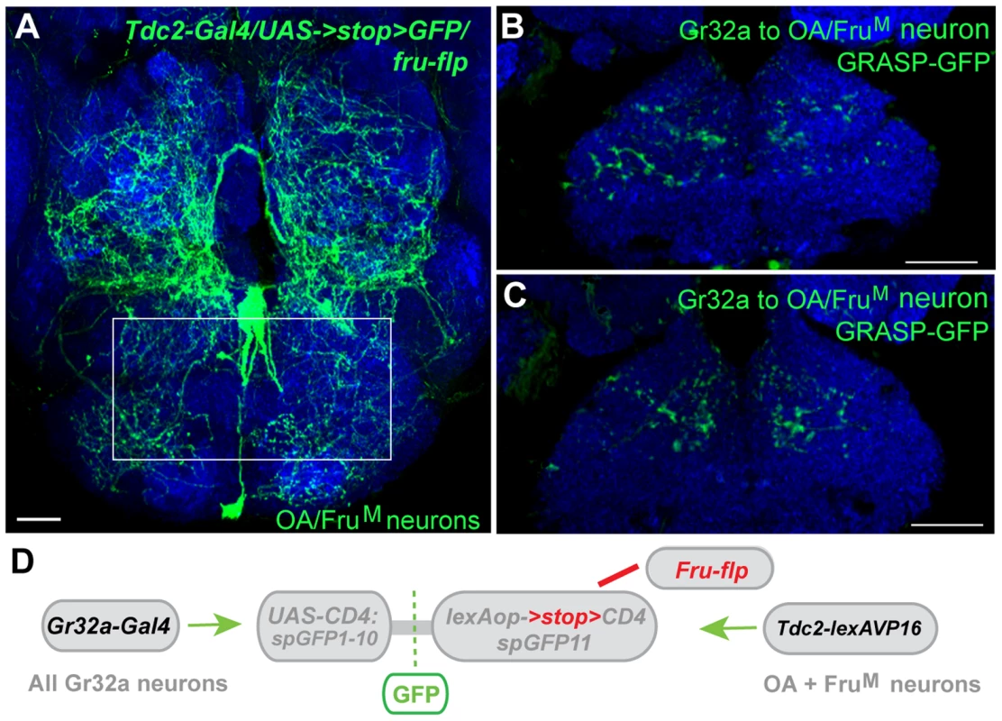 Gr32a neurons anatomically contact three Fru<sup>M</sup>-OA neurons.