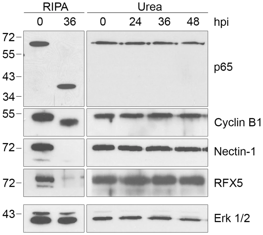 Proteolysis of four additional CPAF substrates is dependent on cell processing.