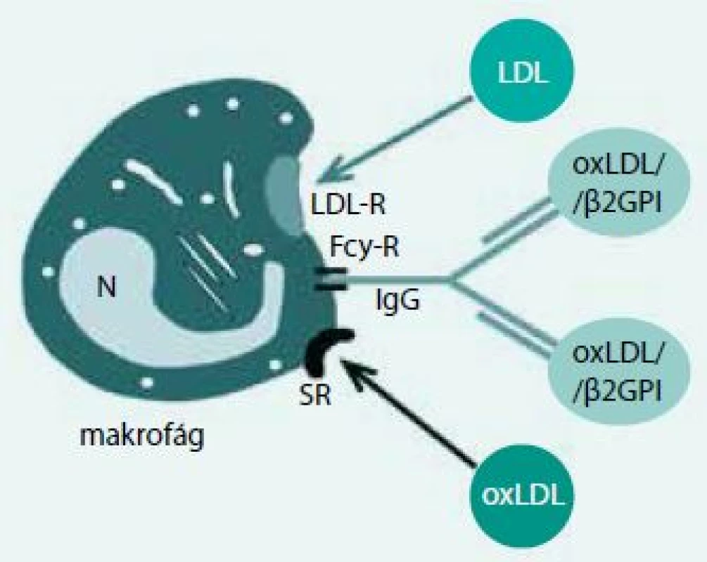Internalizace oxLDL/β2GPI v imunokomplexu s IgG. Upraveno podle [14]