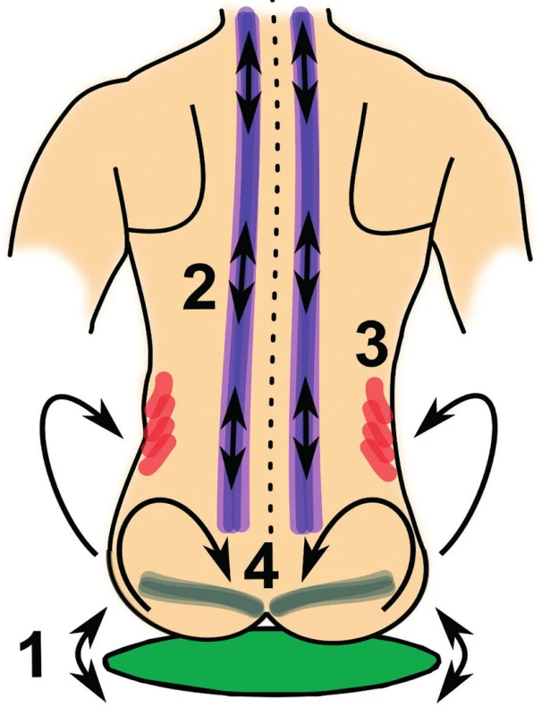 Princip dynamické směrové podložky (1) jako nestabilní plochy, jejíž originální konstrukce zajišťuje při sedu neustálé mikropohyby, které preferenčně posilují vybrané stabilizační svaly páteře. V případě bederního úseku se jedná převážně o hluboké zádové svaly (2), anterolaterální svaly břišní stěny (3) a svaly pánevního dna (4).