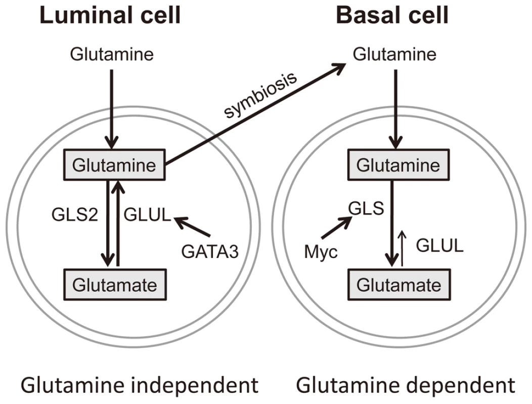 A model of glutamine metabolic regulation in different breast cells.