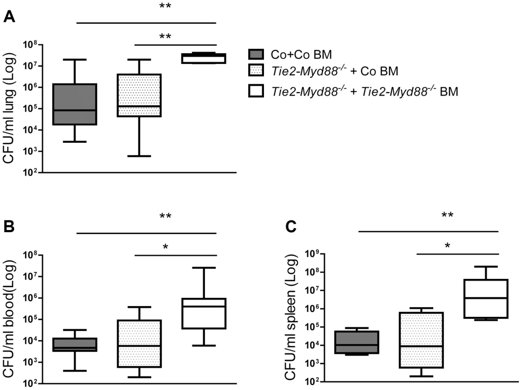 The absence of MyD88 in the hematopoietic compartment determines the impaired antibacterial defense of Tie2-<i>Myd88<sup>−/−</sup></i> mice.