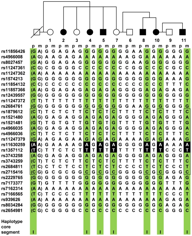 <i>IGF1R</i> haplotype segregation in family 70.