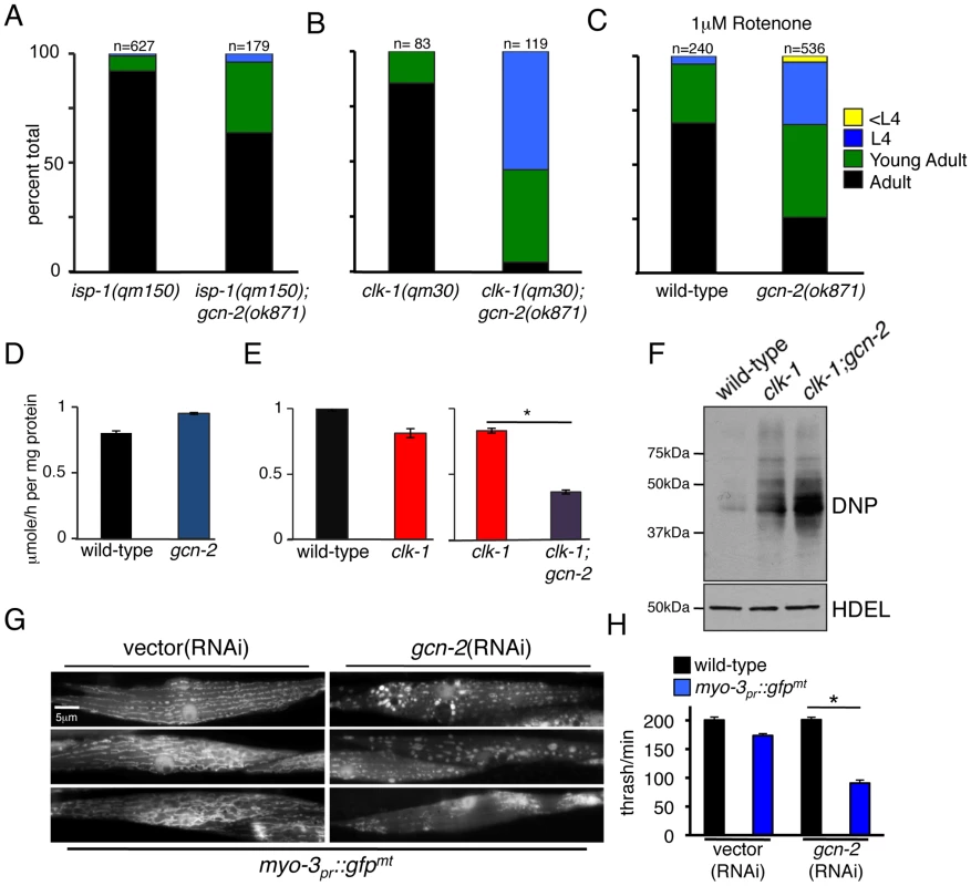 GCN-2 Is Required for Development and Mitochondrial Maintenance during Mitochondrial Stress.