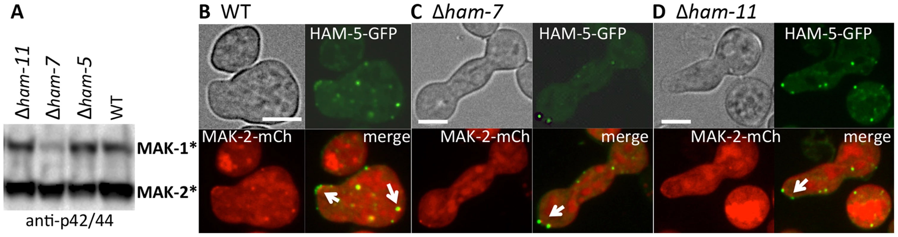 HAM-5-GFP and MAK-2-mCherry localize to puncta in Δ<i>ham-7</i> and Δ<i>ham-11</i> fusion-deficient germlings.