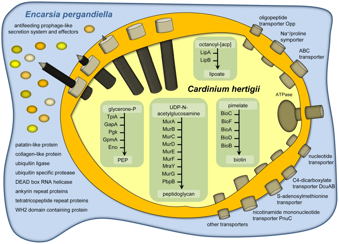 Metabolism, transport capabilities, and host cell interaction of <i>Cardinium hertigii c</i>Eper1.