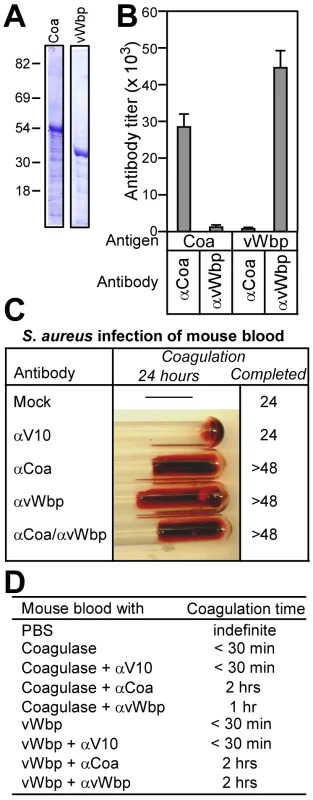 Antibodies against Coa and vWbp block the clotting of blood by staphylococcal coagulases.