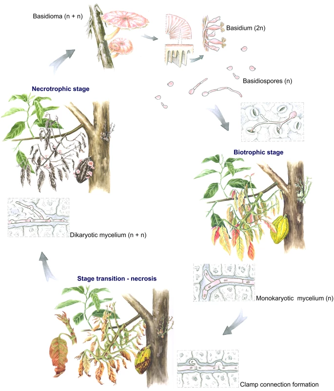 The <i>Moniliophthora perniciosa</i> life cycle in <i>Theobroma cacao</i>.