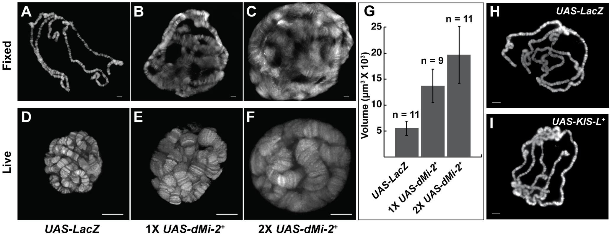 dMi-2 increases the size of polytene chromosomes <i>in vivo</i>.