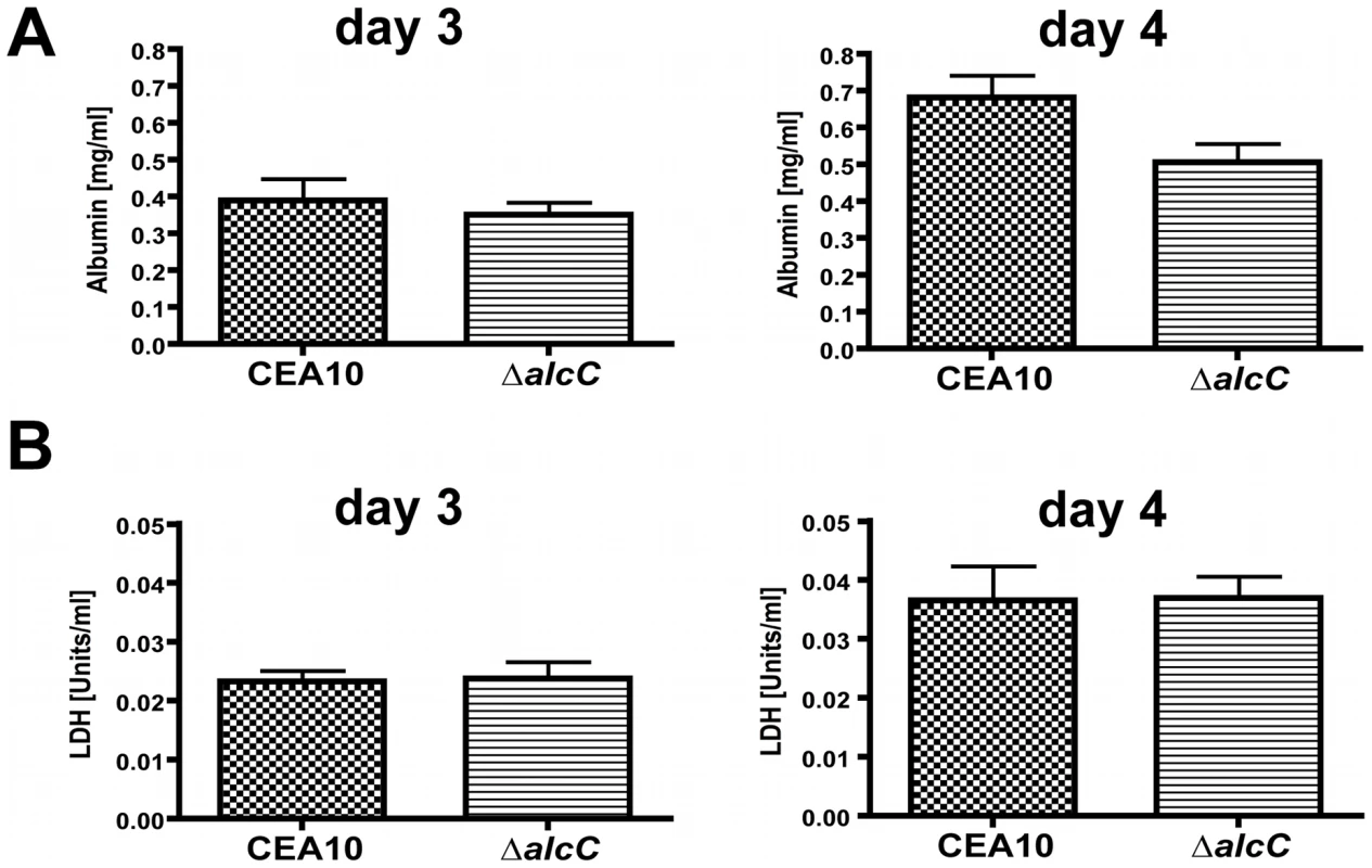 Wild type levels of tissue damage in Δ<i>alcC</i> inoculated mice.