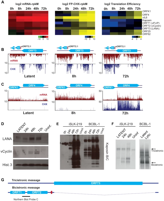 Gene expression is limited during latency in iSLK-219 cells.