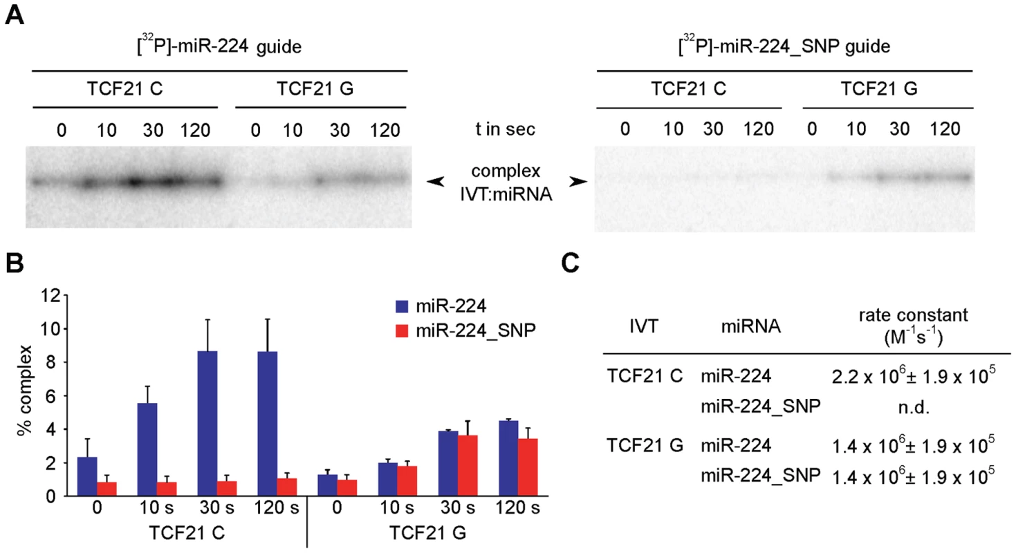 <i>In vitro</i> annealing kinetics between miR-224 and <i>TCF21</i> 3′UTR variants.
