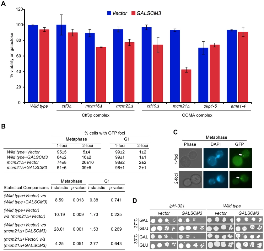 Overexpression of <i>SCM3</i> causes reduced viability in a subset of kinetochore mutants and premature separation of sister chromatids.