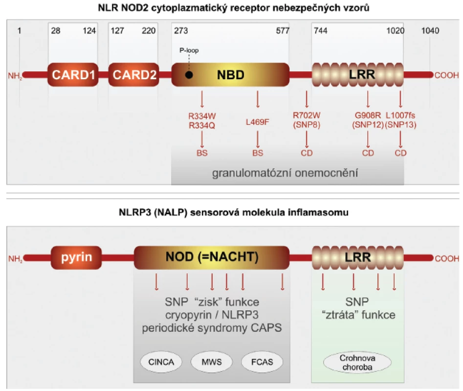 Receptory NLR, jejich polymorfismus a funkce