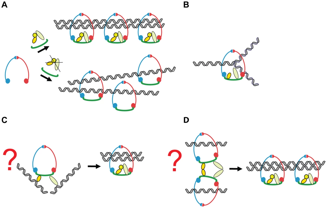 A model of how Scc3 and Pds5 play a role in the establishment of sister chromatid cohesion but are not required to stabilize cohesin rings on the DNA.
