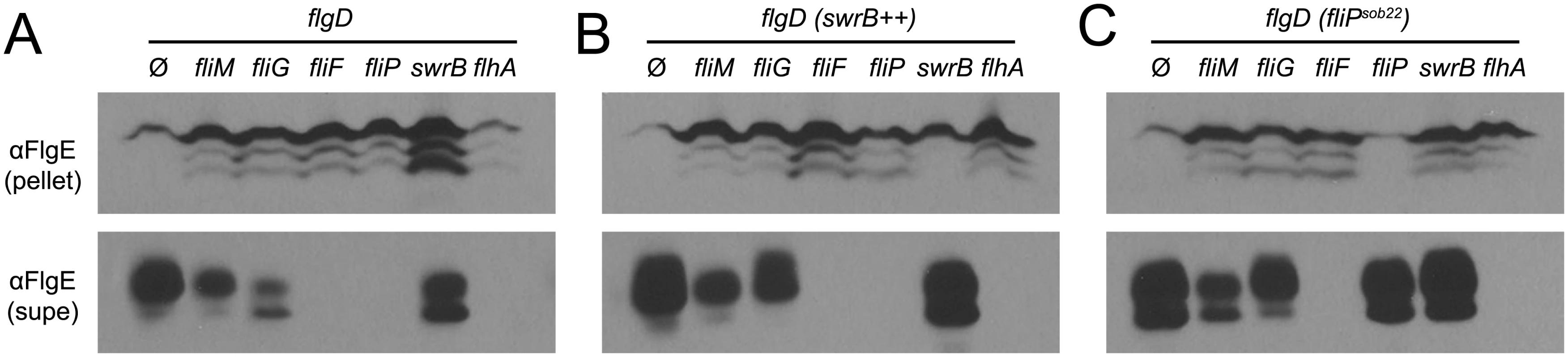 SwrB overexpression bypasses the hook protein secretion hook in cells mutated for FliM and FliG but not cells mutated for FliF.
